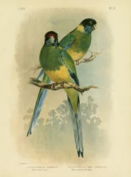 Parrocchetto di Bauer o Lory di Port Lincoln, 1891